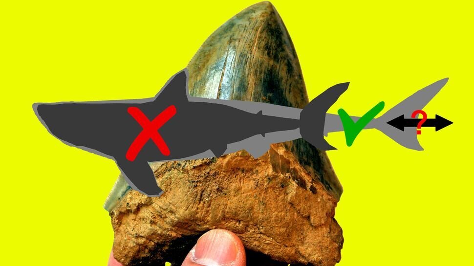 یک ادعای جنجالی درباره بزرگترین کوسه تاریخ بزرگترین کوسه تاریخ