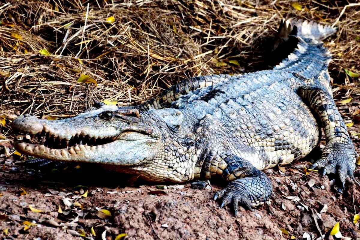 نخستین مورد نادر علمی؛ تمساح باکره بچهدار شد!