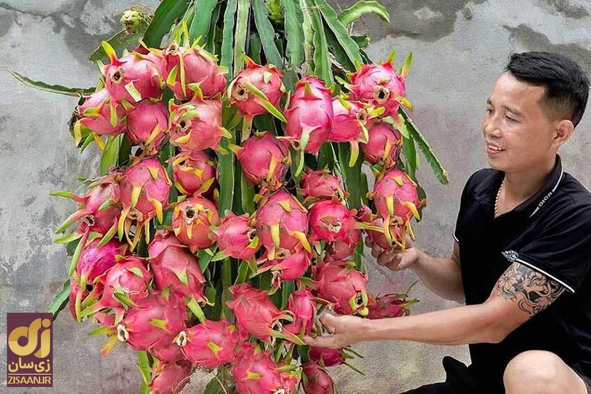 ۸ میوه عجیب و غیر معمول دنیا + عکس میوه اژدها