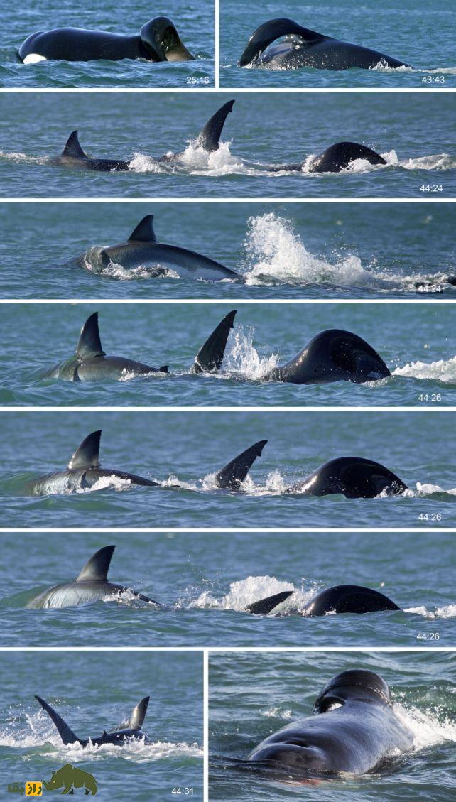 الهام‌بخش وحشت در دریا‌ها برای یک حیوان دیگر فقط یک شکار خوشمزه است