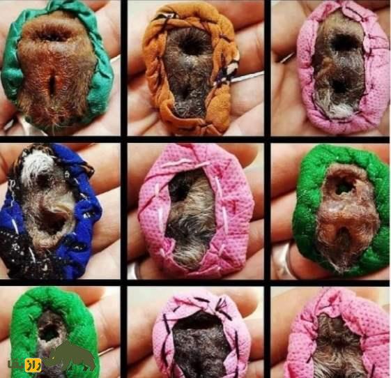 خرافات عجیب درباره اندام تناسلی کفتار؛ ناموس کفتار چیست و چرا در ایران مهم شده است؟