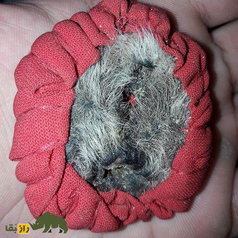 خرافات عجیب درباره اندام تناسلی کفتار؛ ناموس کفتار چیست و چرا در ایران مهم شده است؟