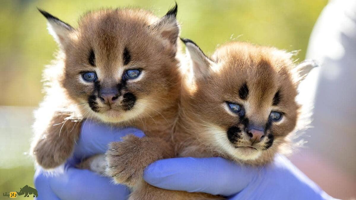 گربه سان نادر در جنوب سیستان و بلوچستان تلف شد