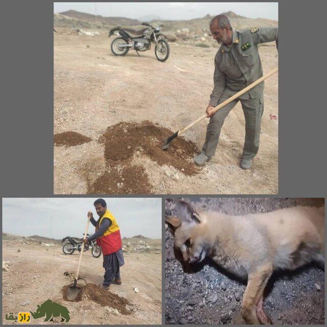 گربه سان نادر در جنوب سیستان و بلوچستان تلف شد