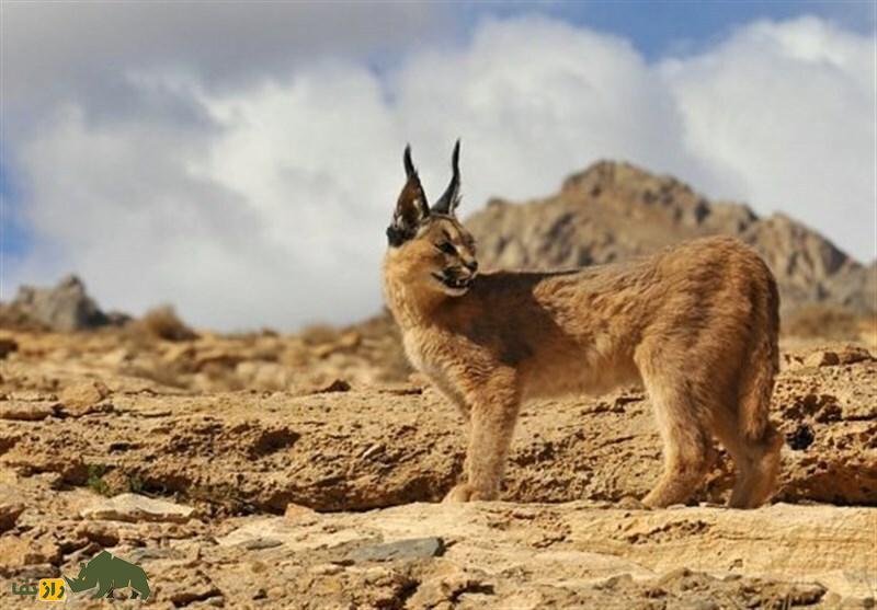 گربه سان نادر در جنوب سیستان و بلوچستان تلف شد