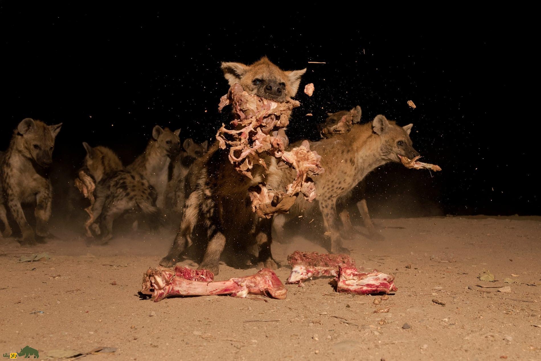 کفتار درنده