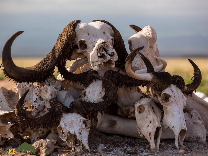 یافتههای عجیب درباره روز قیامت؛ انقراض عظیم در زمین هر چند سال یک بار رخ میدهد؟ یافتههای عجیب درباره روز قیامت؛ انقراض عظیم در زمین هر چند سال یک بار رخ میدهد؟