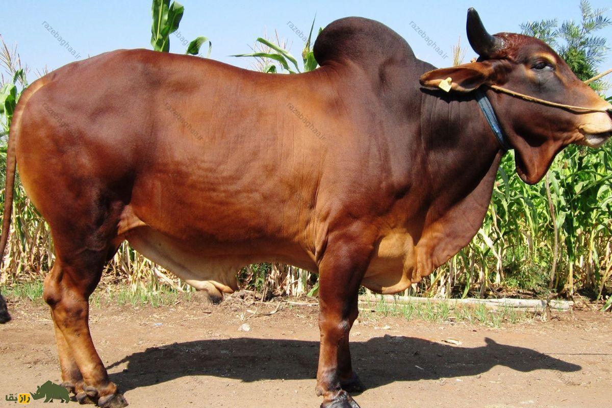 گاو سیندی قرمز پاکستانی ایستاده کنار مزرعه ذرت