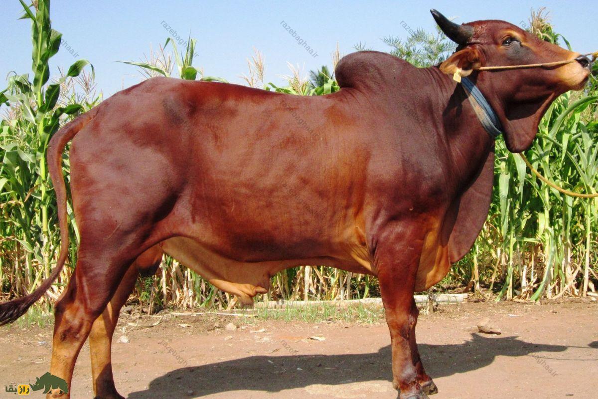 گاو سیندی قرمز پاکستانی ایستاده کنار مزرعه ذرت