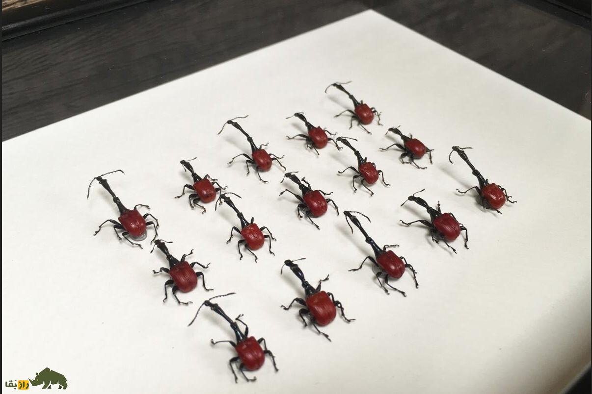 سوسکچه زرافهای؛ سوسک عجیبی که گردنی شبیه زرافه دارد و با آن آثار هنری درست میشود! سوسکچه زرافهای؛ سوسک عجیبی که گردنی شبیه زرافه دارد و با آن آثار هنری درست میشود!