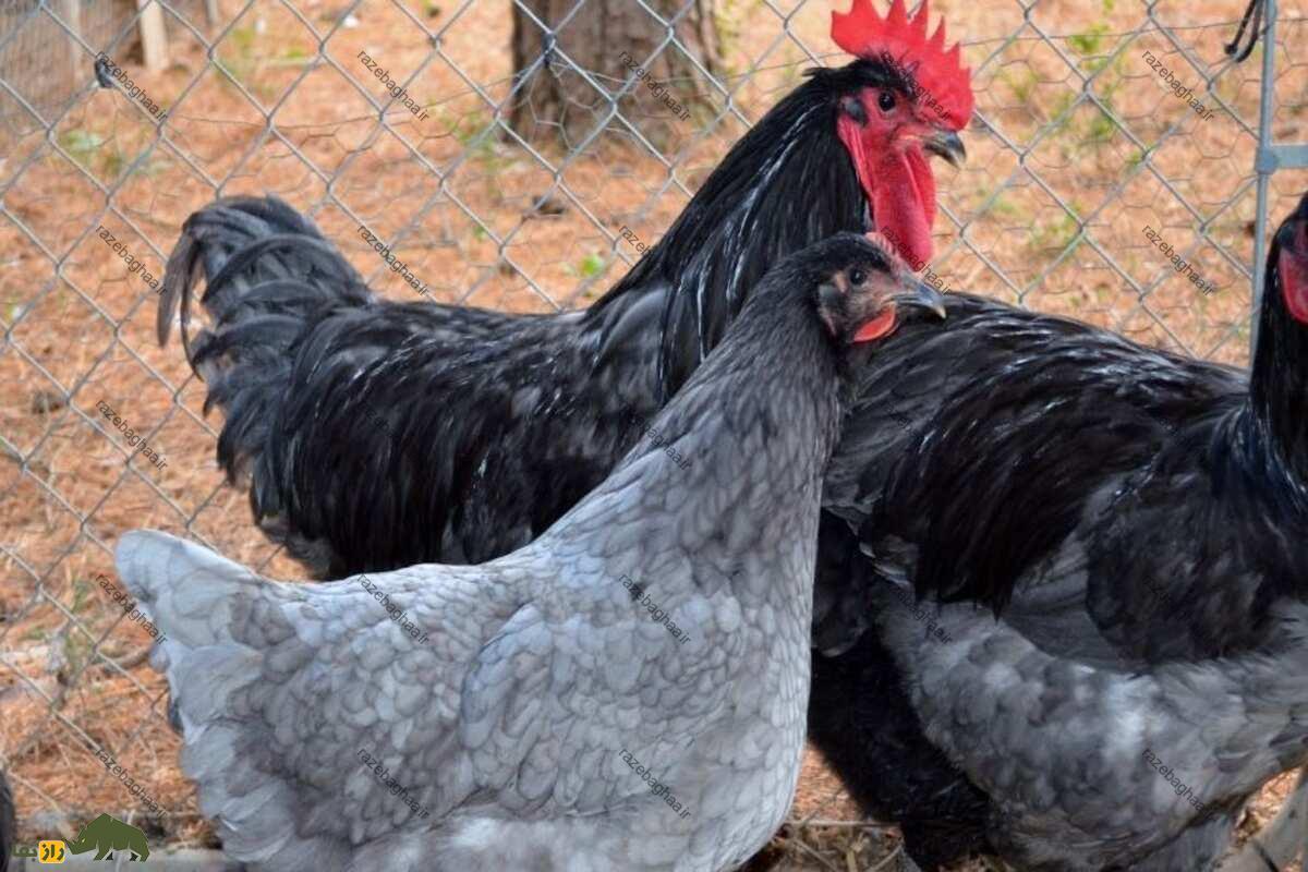 خروس جرسی جاینت سیاه و خاکستری در مزرعه