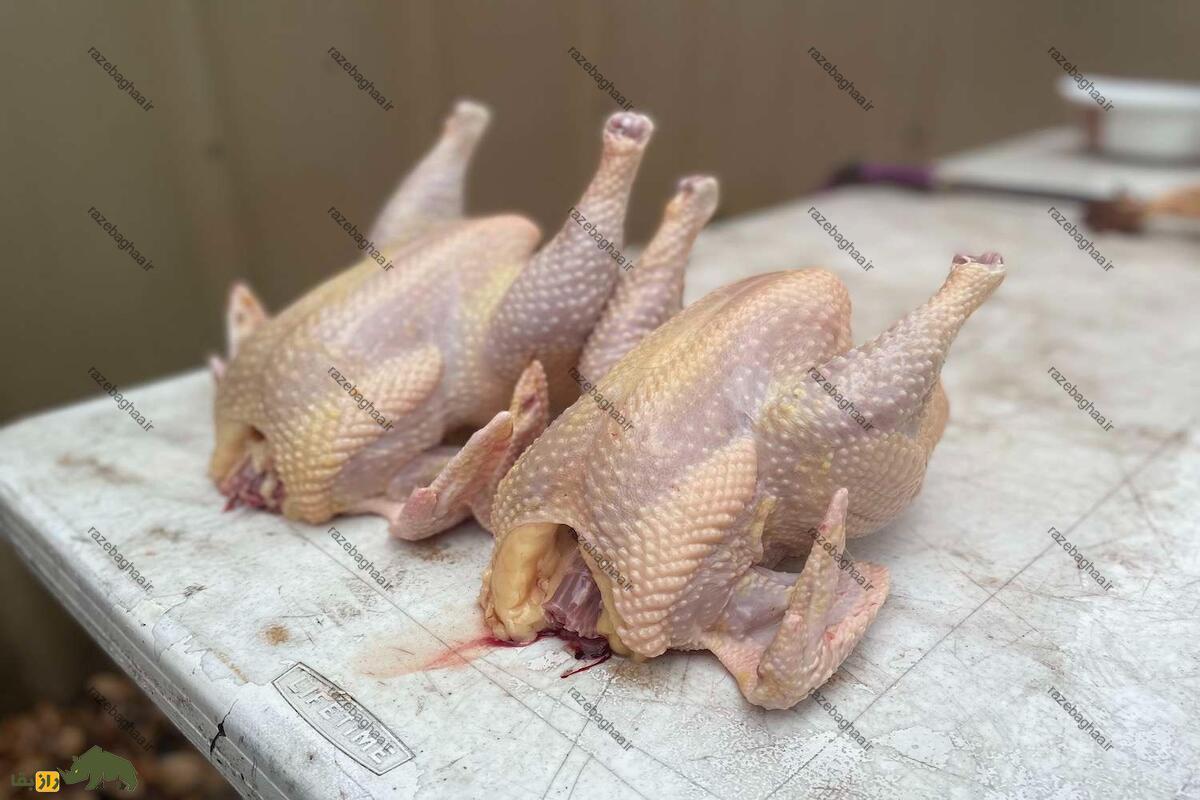خروس جرسی جاینت؛ خروس غول‌پیکری که خوشمزه‌ترین گوشت دنیا را دارد!