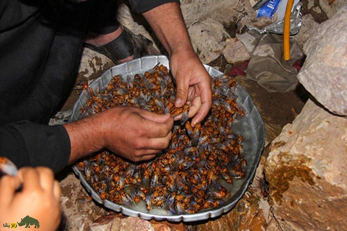 جیرجیرکی که در سیرجان میخورند: سنتی باطعم عجیب و سرشار از پروتئین جیرجیرکی که در سیرجان میخورند: سنتی باطعم عجیب و سرشار از پروتئین