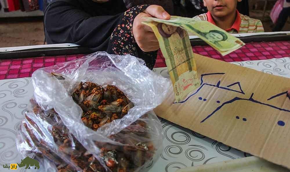 جیرجیرکی که در سیرجان میخورند: سنتی باطعم عجیب و سرشار از پروتئین جیرجیرکی که در سیرجان میخورند: سنتی باطعم عجیب و سرشار از پروتئین