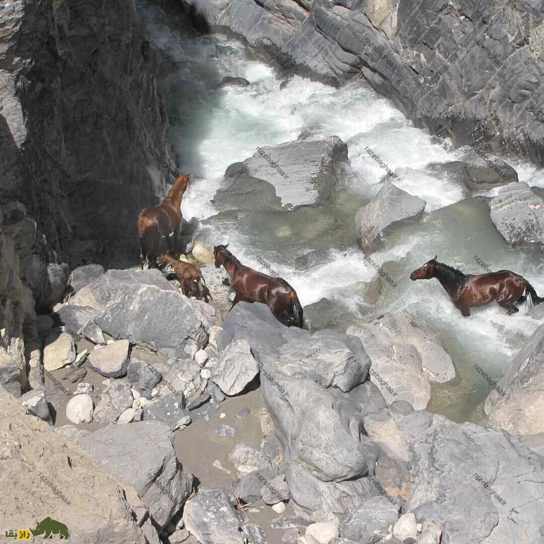 تعدادی اسب وحشی لرستان در دره‌های صعب العبور لرستان