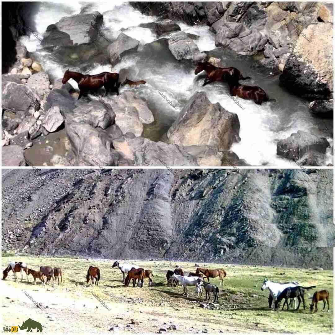 اسب وحشی لرستان در حال چرا در کنار رودخانه و عبور از صخره‌های کوهستانی