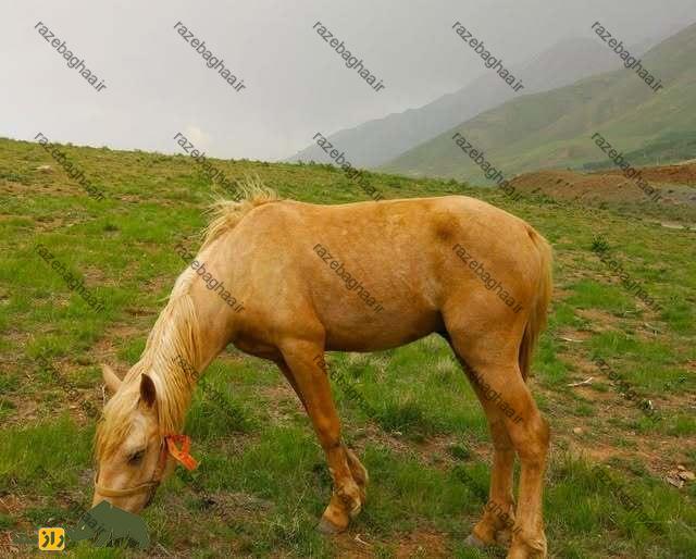 اسب وحشی لرستان در حال چرا در دشت