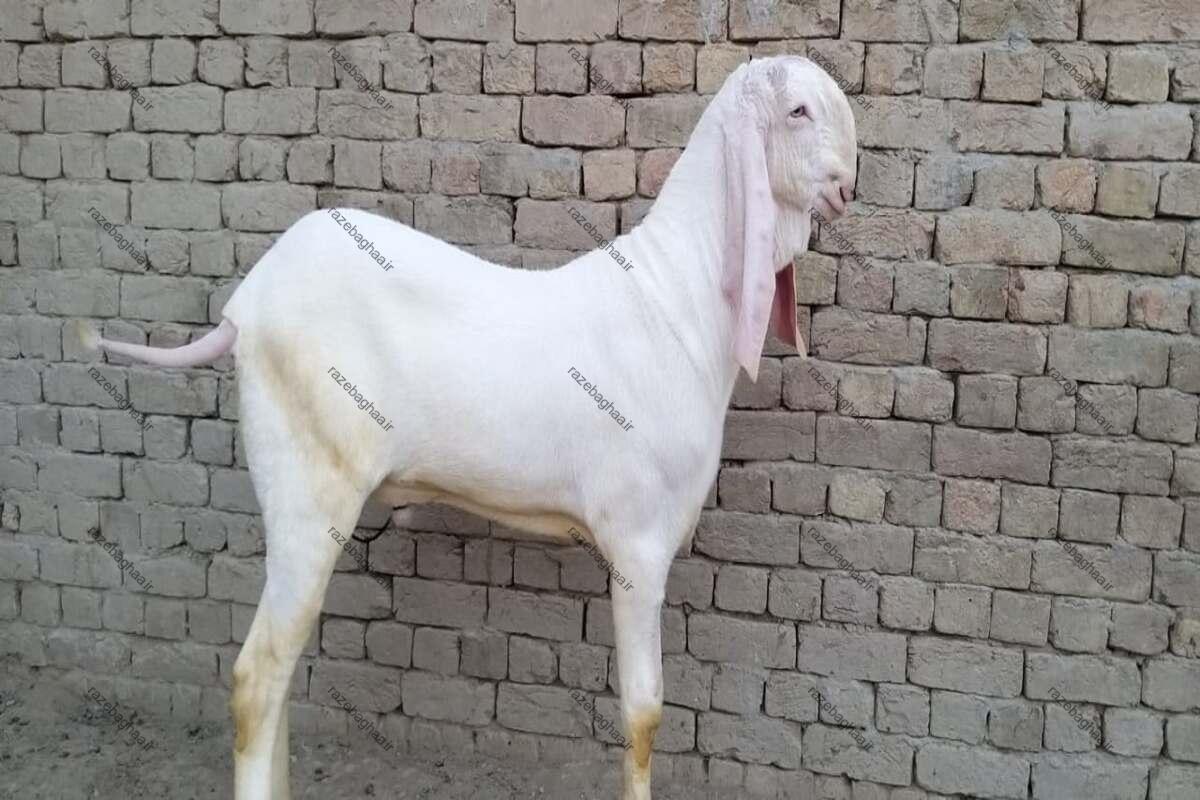 بز راجانپوری سفید رنگ نر ایستاده کنار یک دیوار