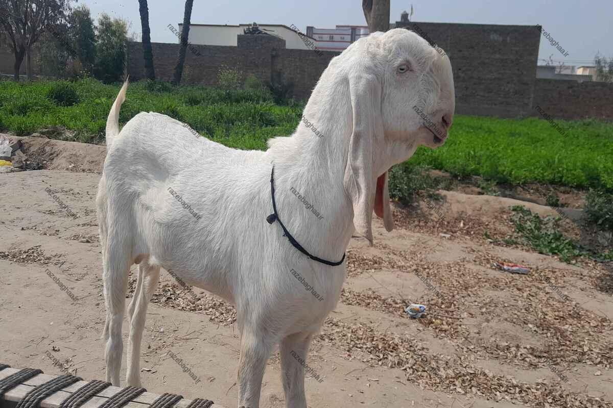 بز راجانپوری سفید نر ایستاده در جاده خاکی کنار مزرعه سبز رنگ