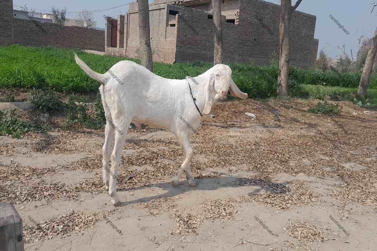 بز راجانپوری سفید نر ایستاده در جاده خاکی کنار یک مزرعه سبز رنگ و یک خانه