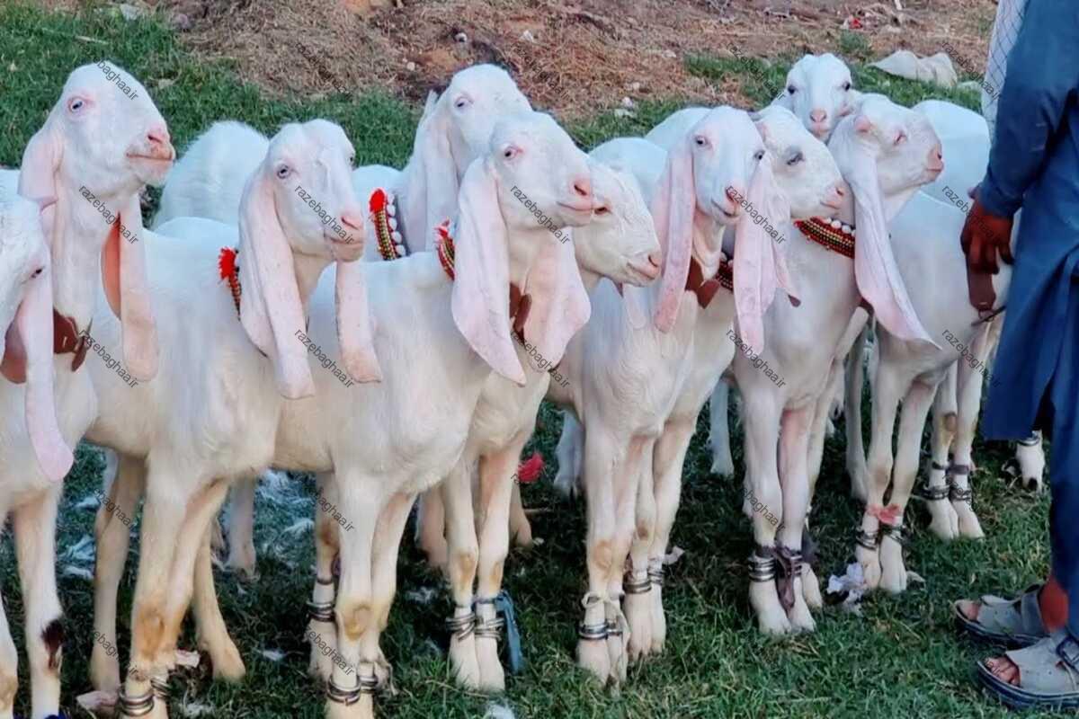 تعداد زیادی بز راجانپوری ماده سفید رنگ ایستاده در یک ردیف بر روی چمن سبز رنگ