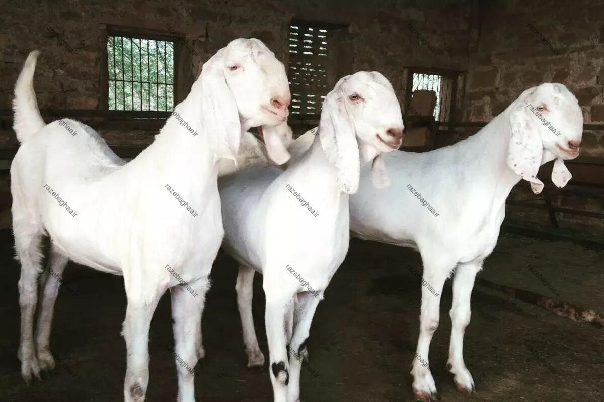سه عدد بز راجانپوری سفید رنگ در یک ردیف در آغول