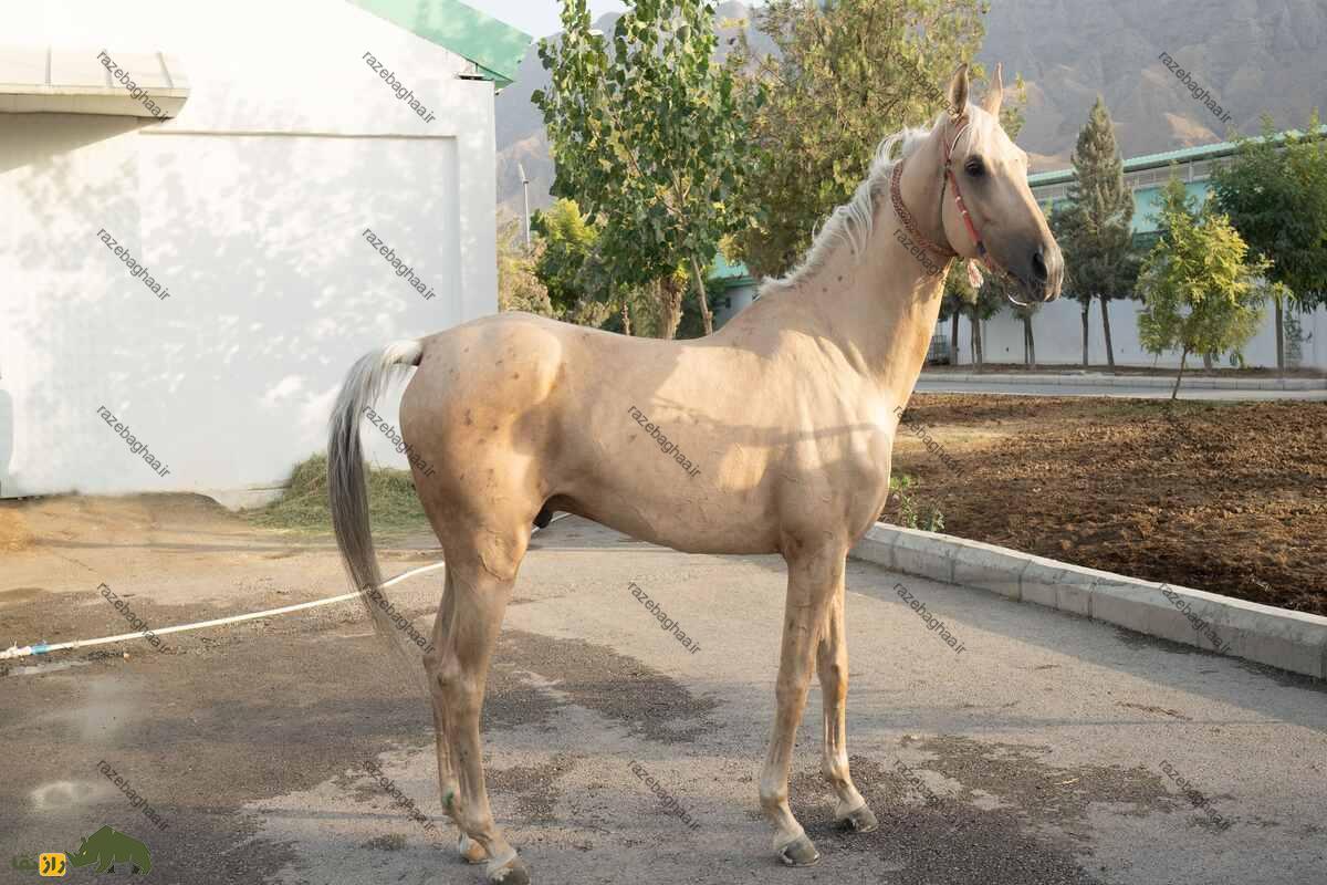اسب یومود؛ با استقامت‌ترین اسب دنیا که ۸۰۰ کیلومتر را در ۷ روز طی می‌کند!