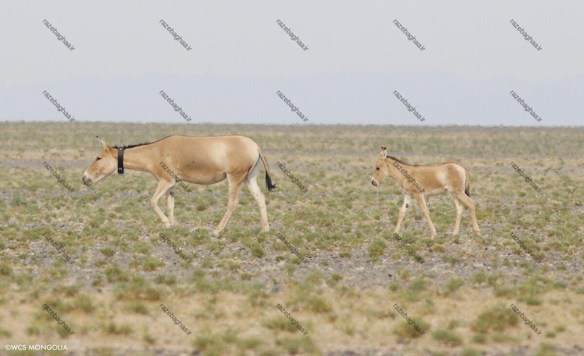 یک خر مغولی با کره‌اش