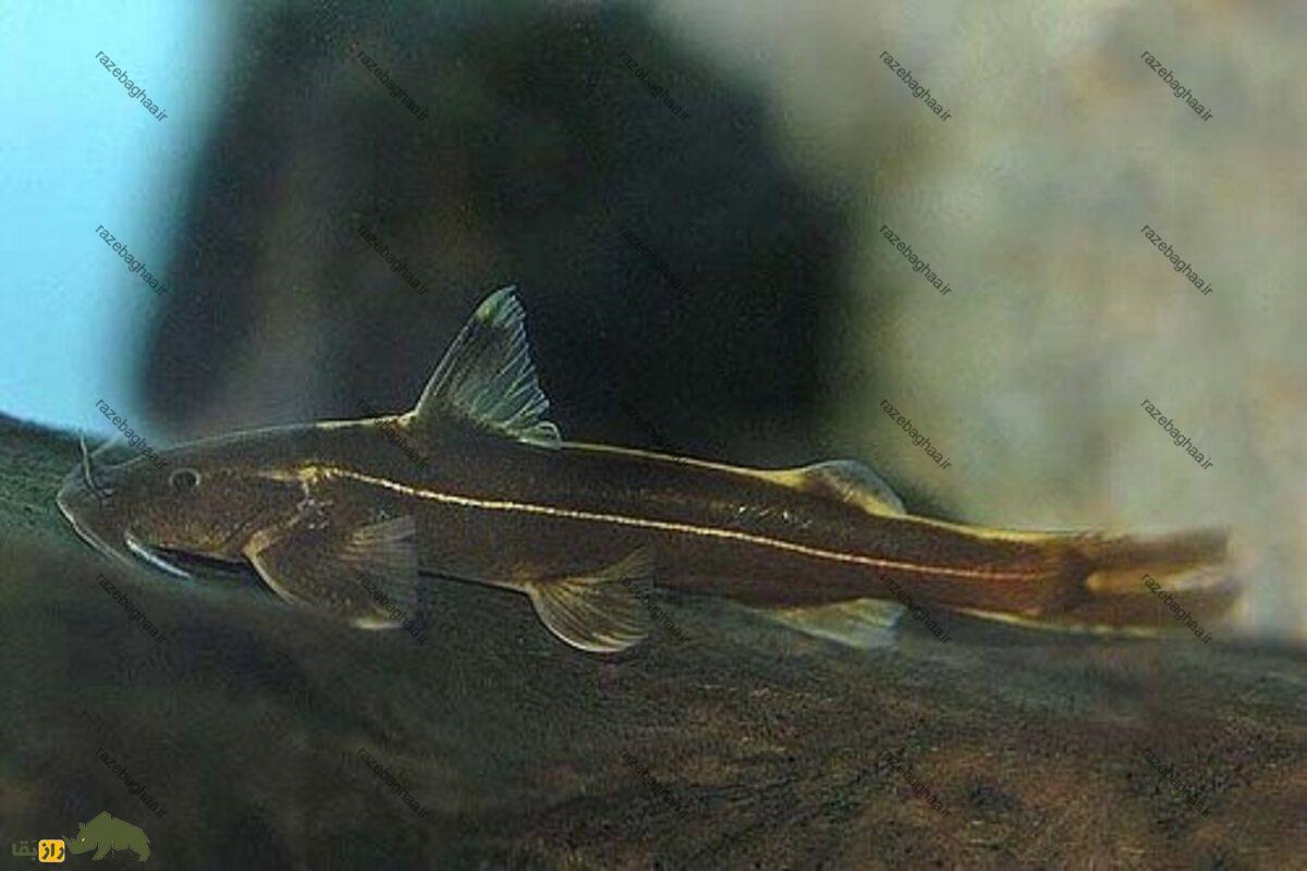 سینه‌خراش علی دایی