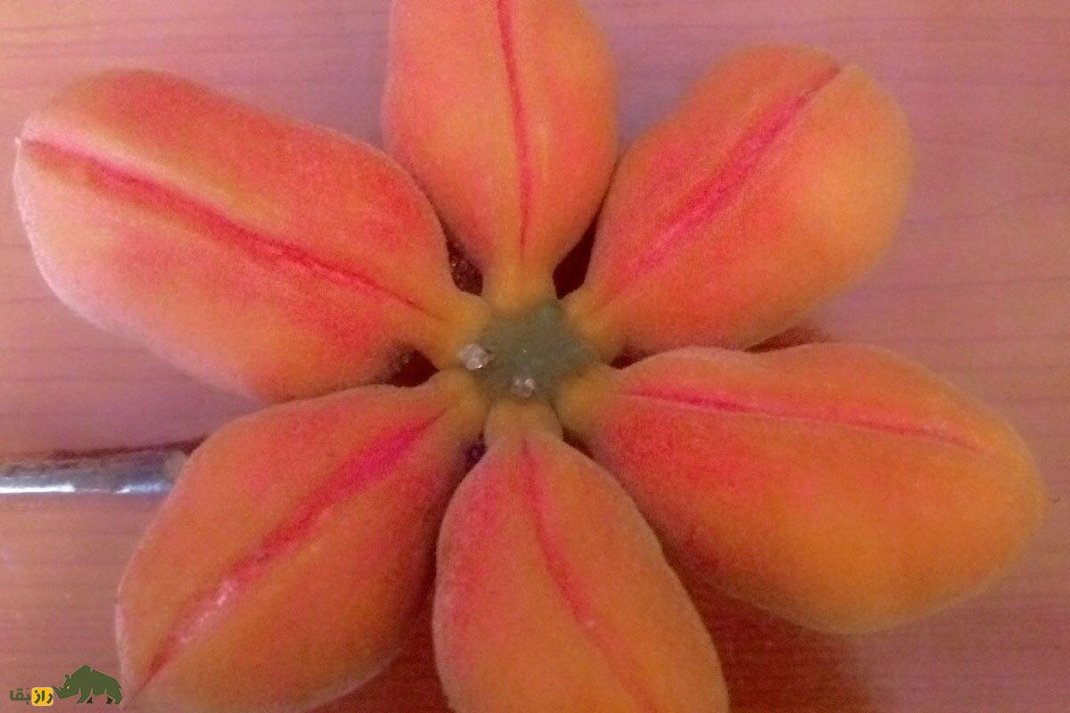 کولای میمونی؛ میوه ناشناختهای که ترش و شیرین است و میمونها عاشق آن هستند کولای میمونی؛ میوه ناشناختهای که ترش و شیرین است و میمونها عاشق آن هستند