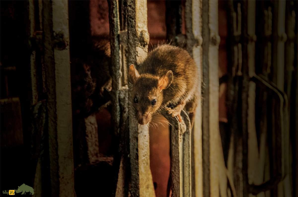 یک موش در یک ساختمان
