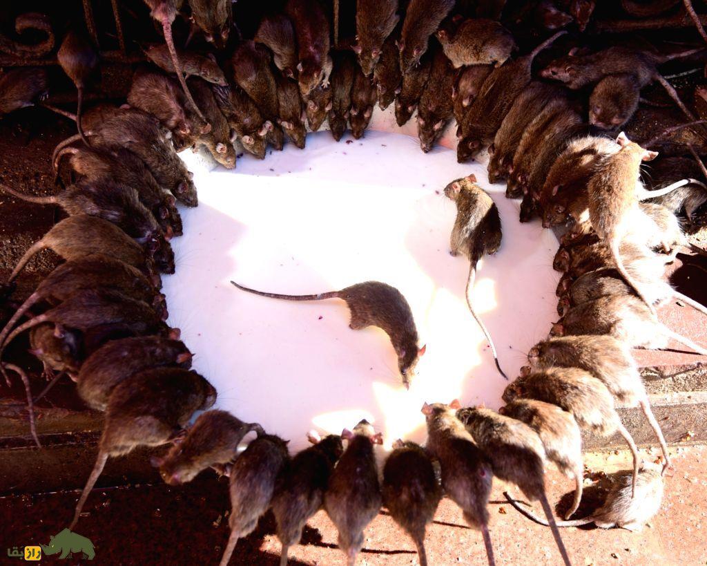 موش ها در حال خوردن شیر در یک ظرف بزرگ