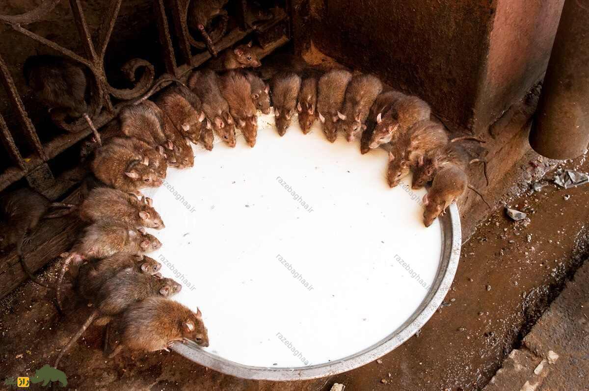 موش ها در حال خوردن شیر از یک ظرف بزرگ در معبدی در هند