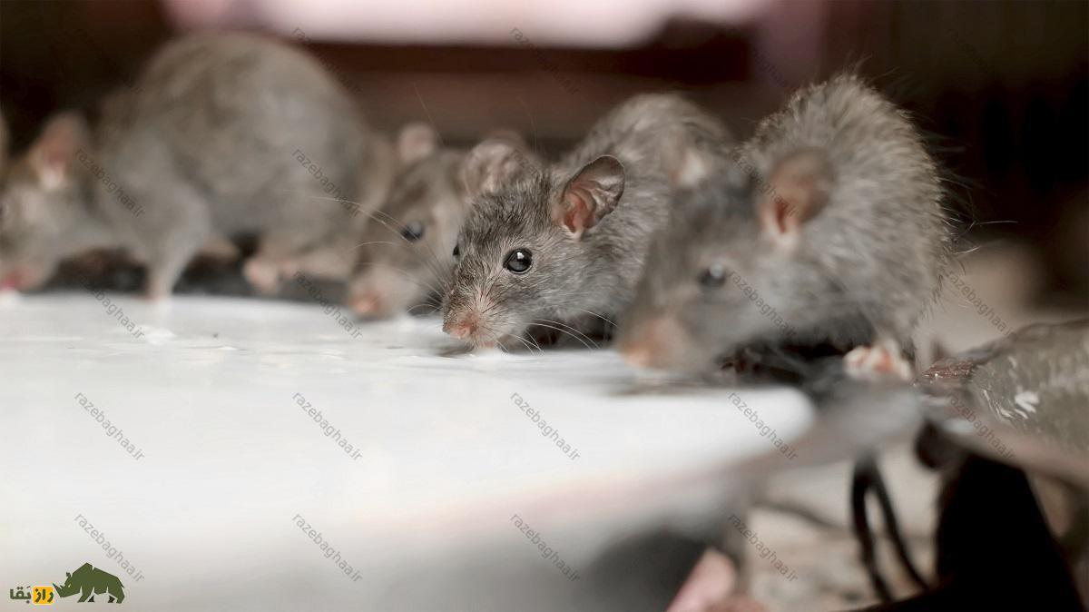 موش ها در حال خوردن شیر از یک ظرف بزرگ در معبدی در هند