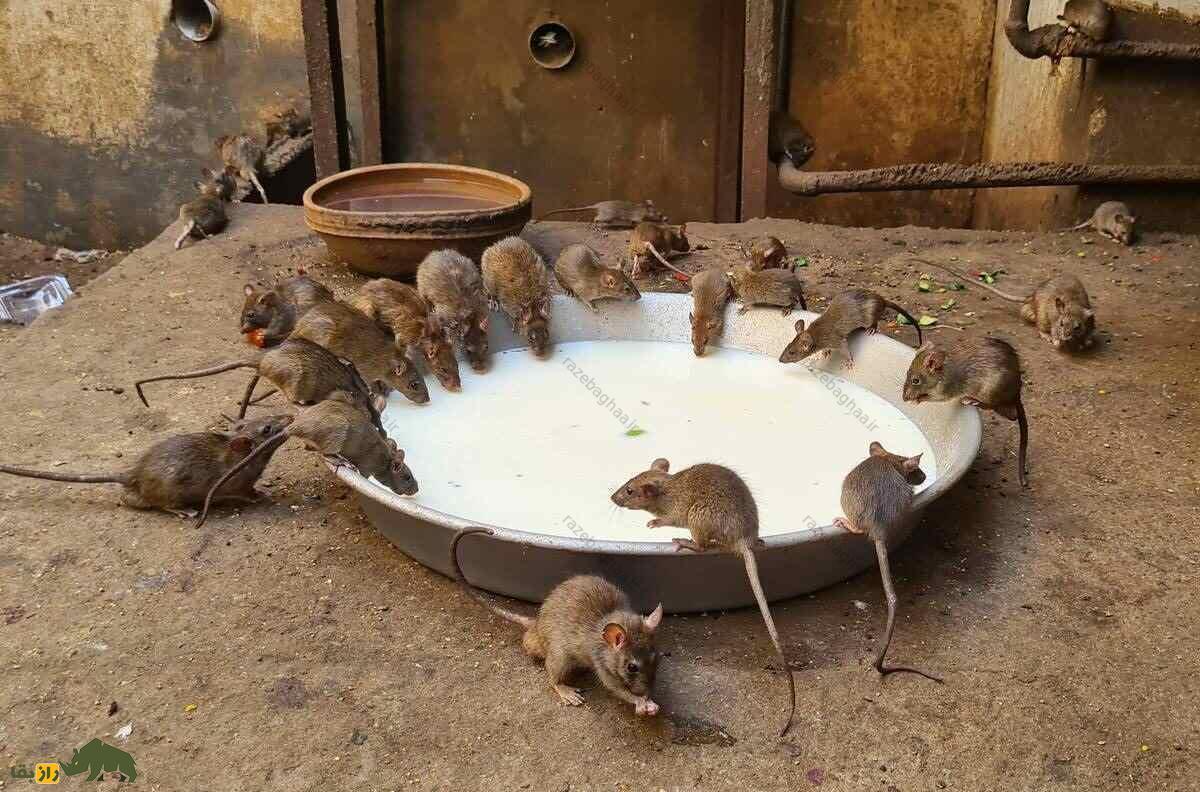 موش ها در حال خوردن شیر از یک ظرف بزرگ در معبدی در هند