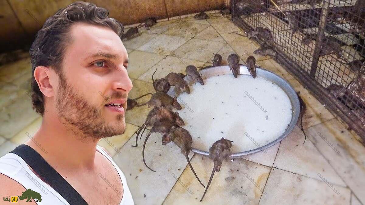 موش ها در حال خوردن شیر از یک ظرف بزرگ در معبدی در هند