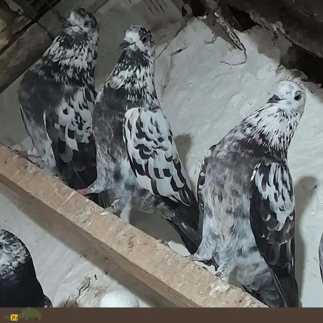 یک دسته کبوتر سوسکی در گنجه