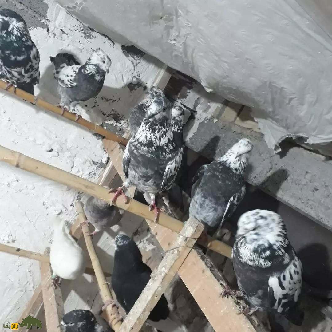 کبوتر سوسکی؛ کبوتری رنگارنگ که استاد پروازهای طولانی‌ست و از کرمانشاه، آسمان ایران را تسخیر کرد