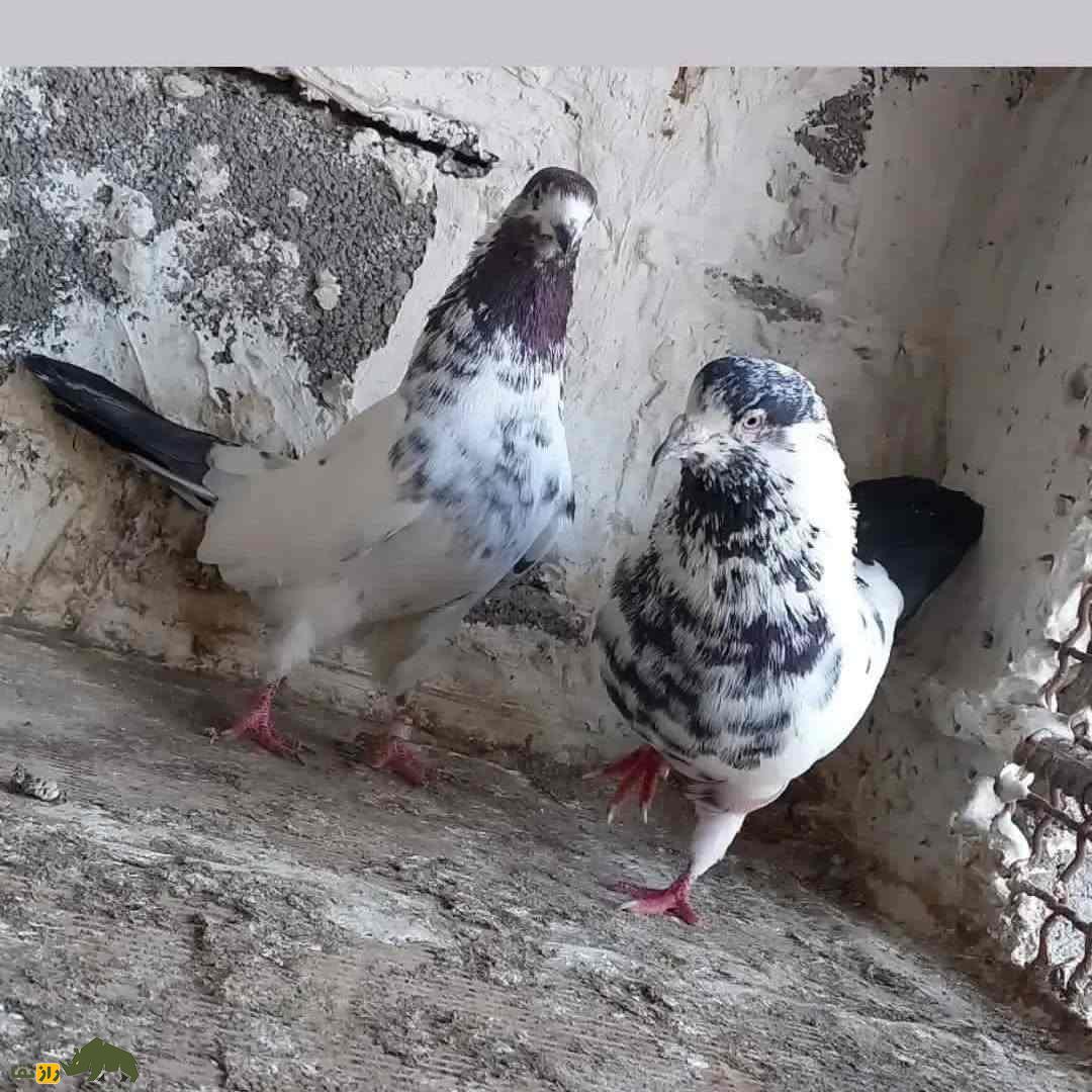 کبوتر سوسکی؛ تلفیقی از زیبایی، قدرت، تنوع و میراث شگفت‌انگیز آسمان‌های ایران