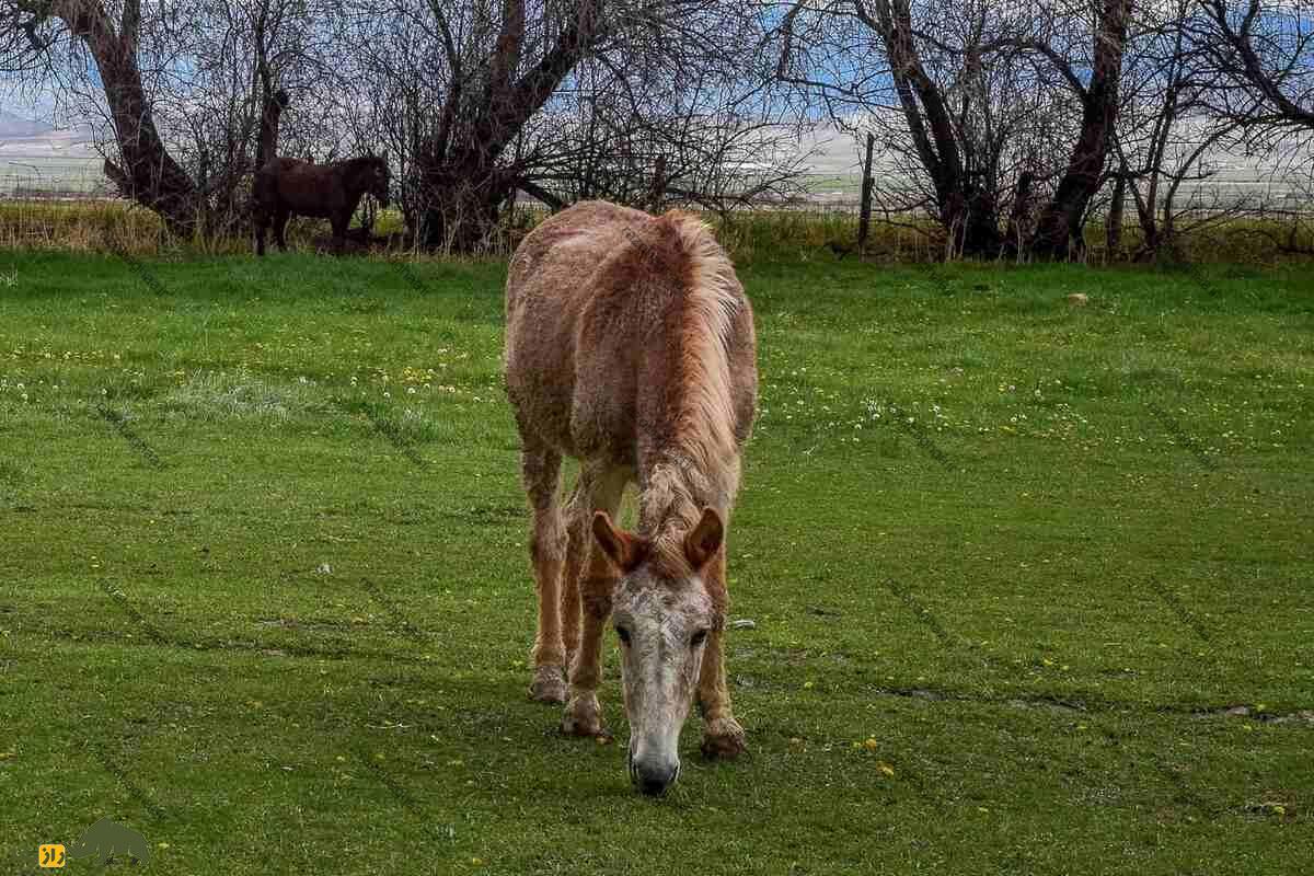 یابو یا خر پوزگی یابو یا خر پوزگی