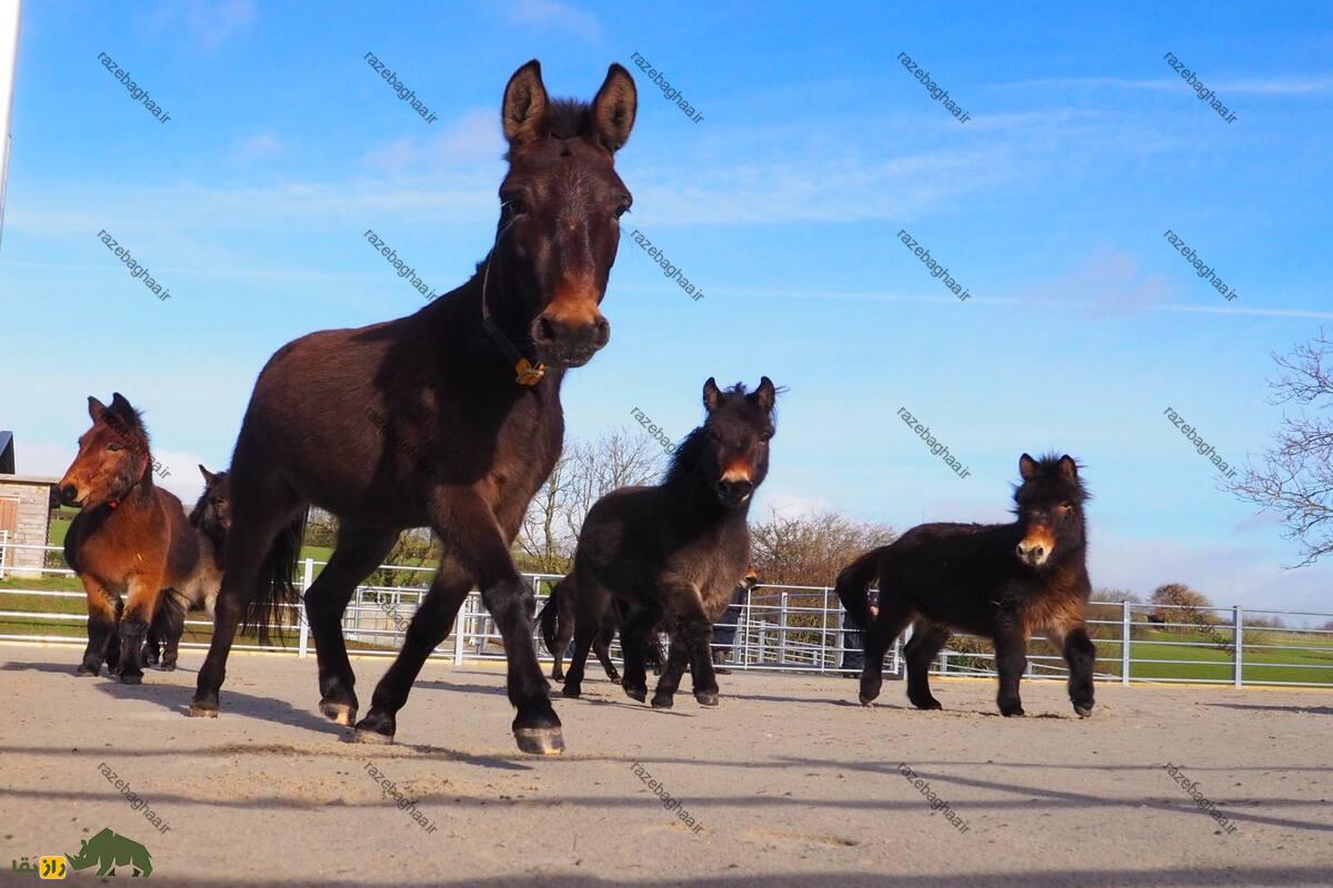 یابو یا خر پوزگی یابو یا خر پوزگی