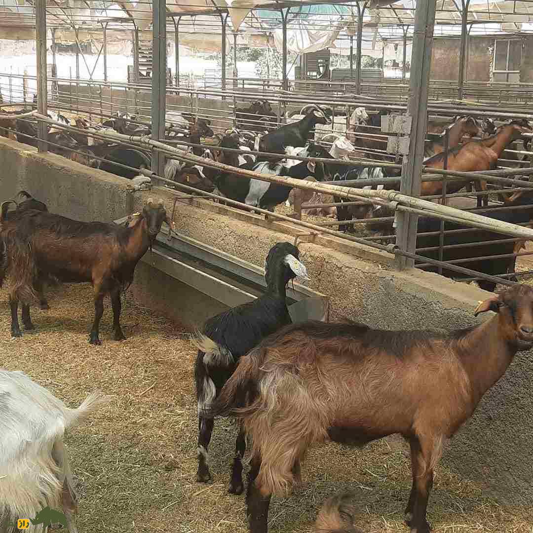 تعداد زیادی بز مهابادی با رنگ‌های مختلف در یک آخور