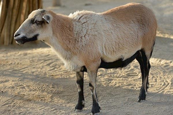 گوسفند کلکوهی؛ گوسفند مقاوم ایرانی و چند منظوره که استاد زندگی در بیابان است