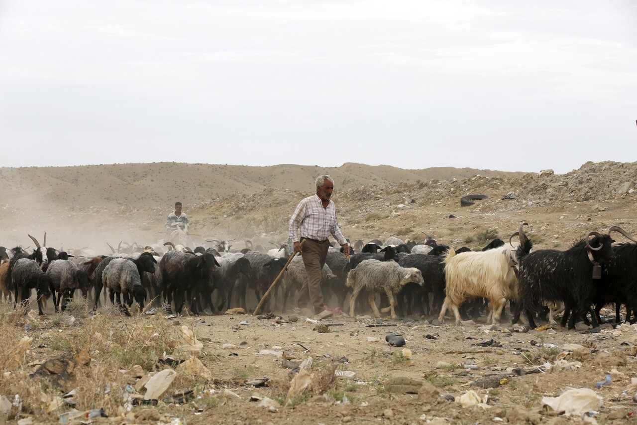 گوسفند کلکوهی؛ گوسفند مقاوم ایرانی و چند منظوره که استاد زندگی در بیابان است