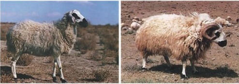 گوسفند کلکوهی؛ گوسفند مقاوم ایرانی و چند منظوره که استاد زندگی در بیابان است