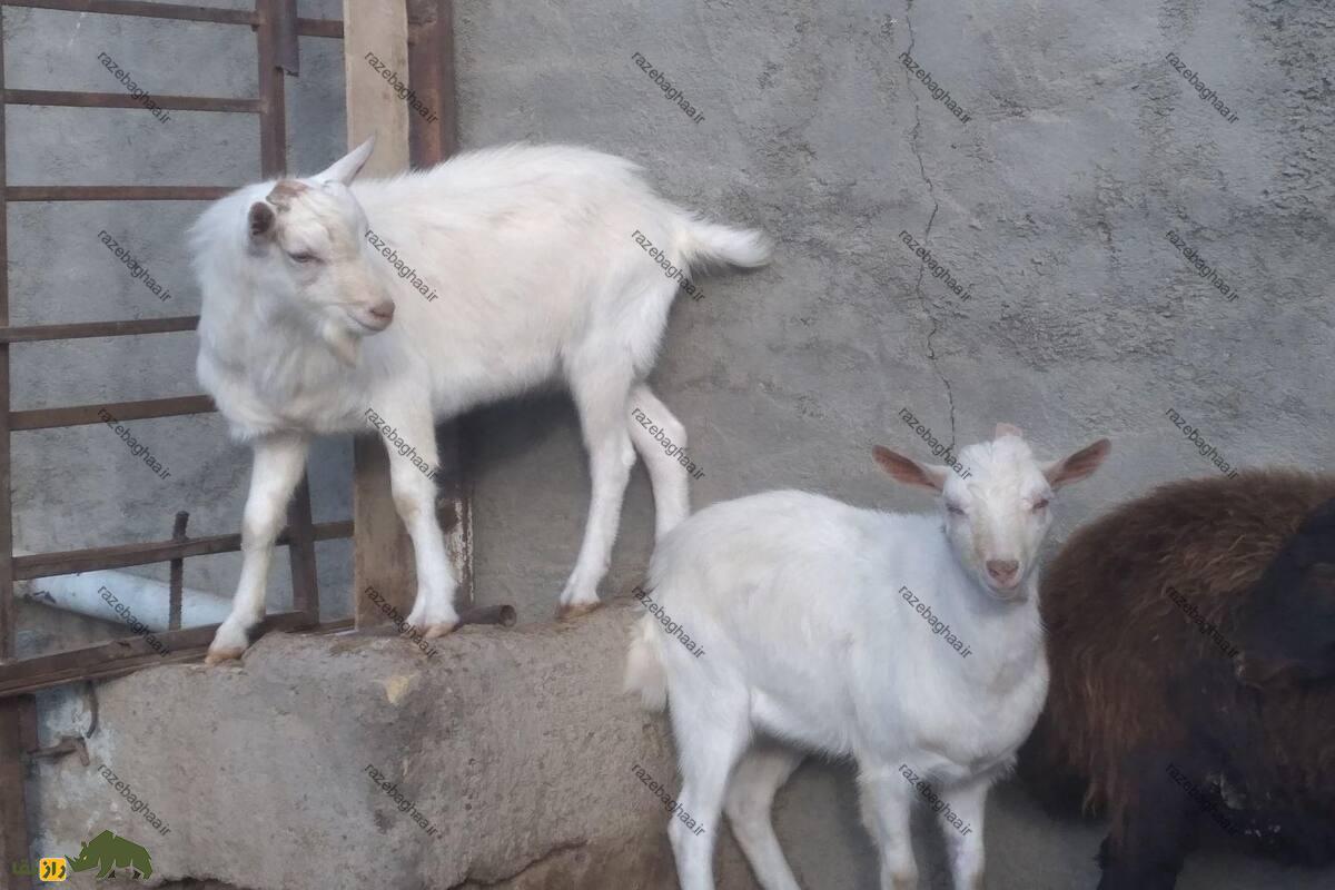 کَهره