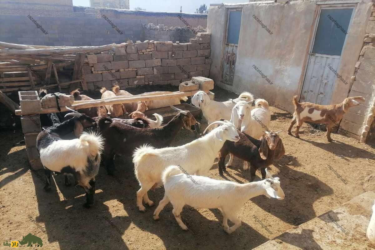 کَهره