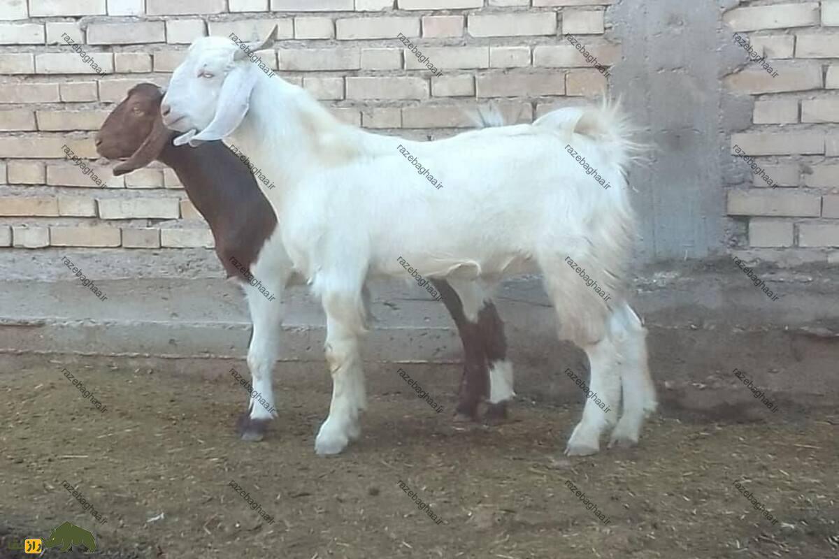 کَهره