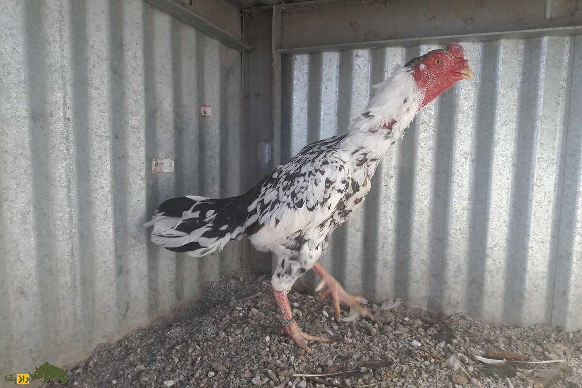 خروس یاکیدو؛ خروس جنگی معروف به «جنگجوی ژاپن» که قوی‌ترین پای جهان را دارد