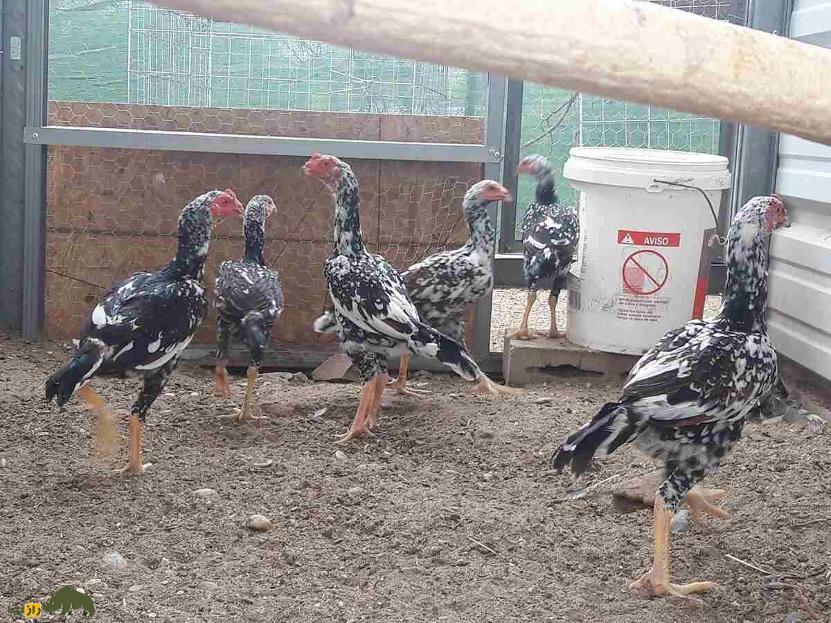 خروس یاکیدو؛ خروس معروف به «جنگجوی ژاپن» که قوی‌ترین پای جهان را دارد